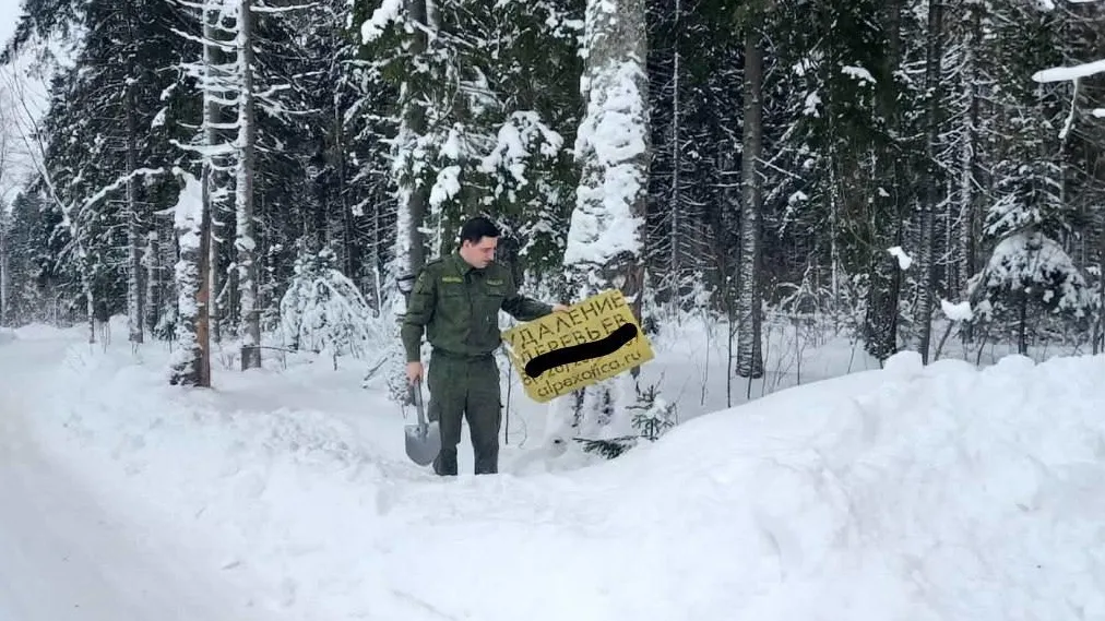 Источник: Комитет лесного хозяйства МО