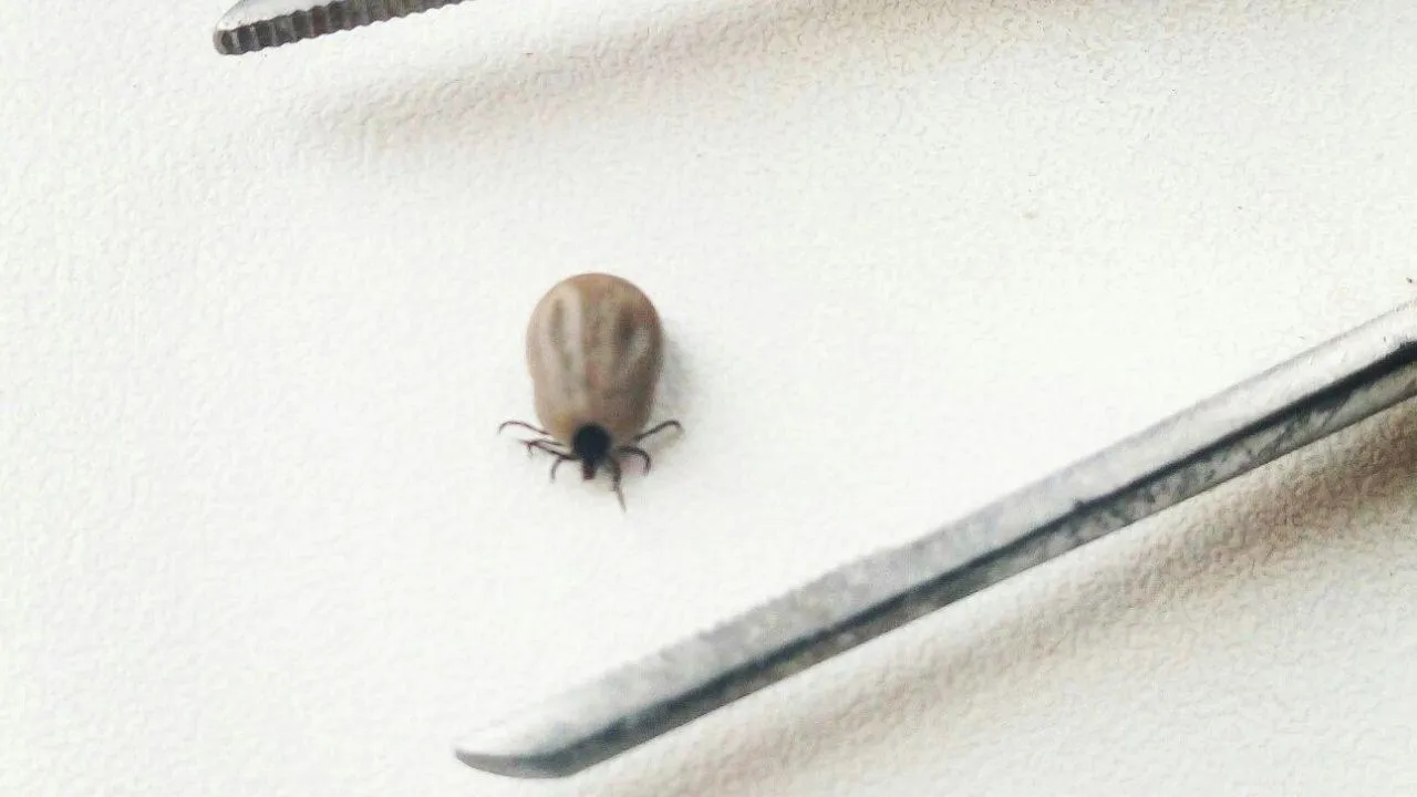 Ульянов А.И.