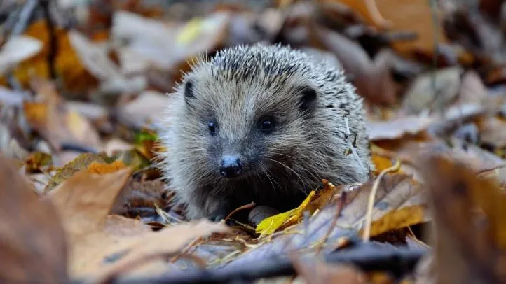 Фото: pxhere.com