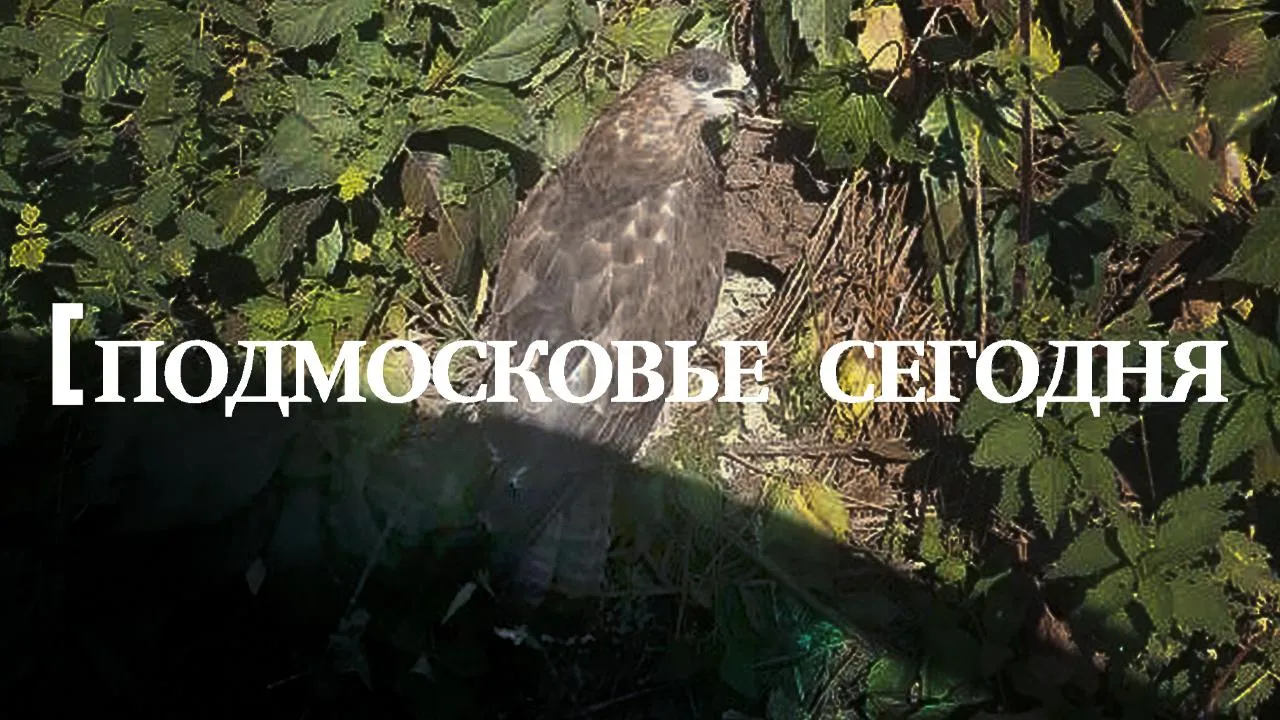 Подмосковье сегодня