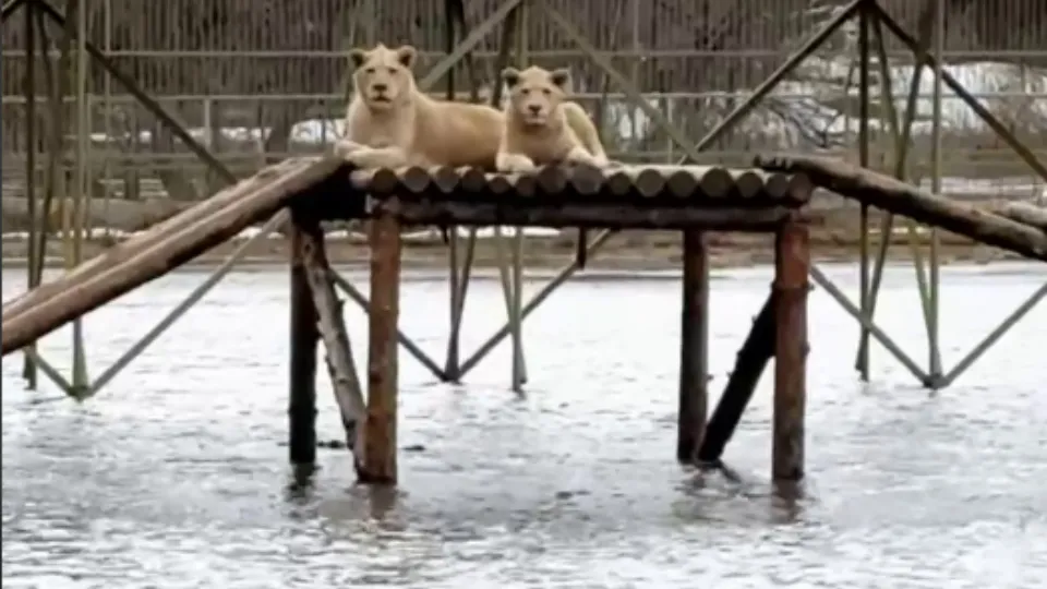 Фото: t.me/lions_moscow