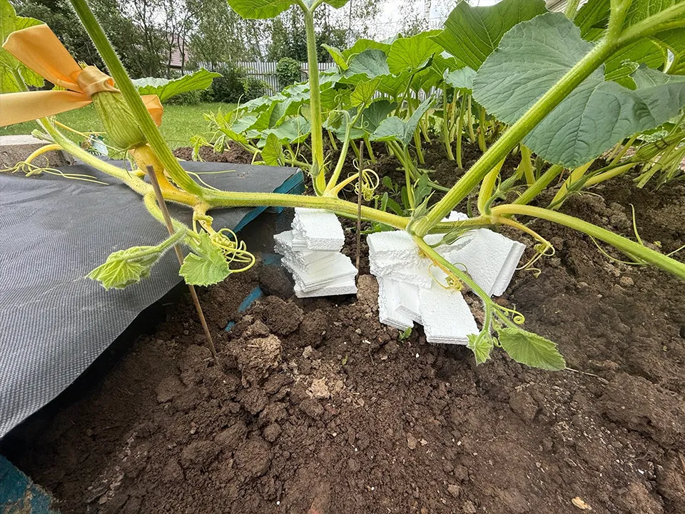 В открытом грунте