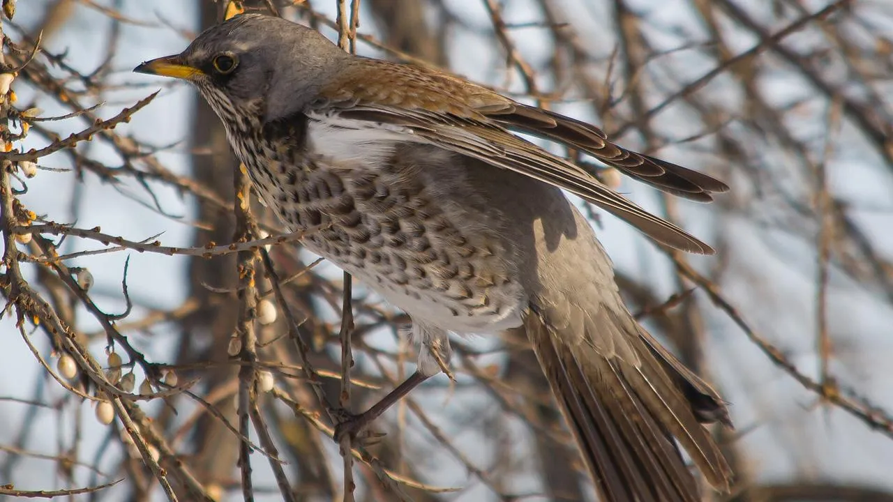 commons.wikimedia/Oleh325