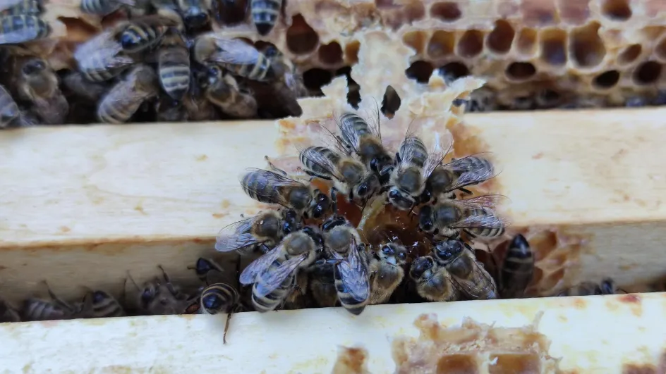 Фото: Минсельхозпрод МО