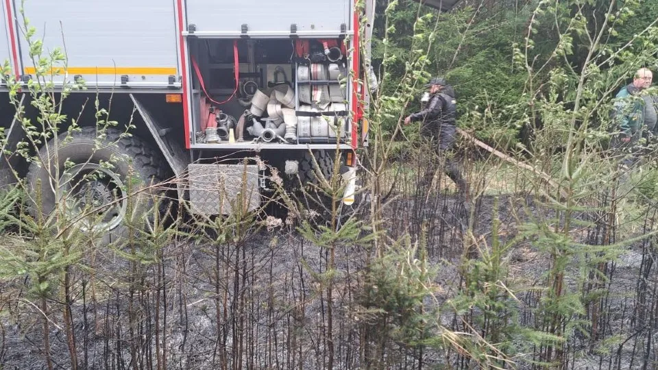 Фото: Комитет лесного хозяйства Московской области