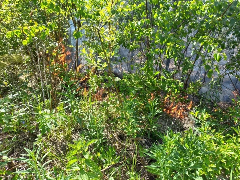 Фото: Комитета лесного хозяйства Московской области&nbsp;&nbsp;