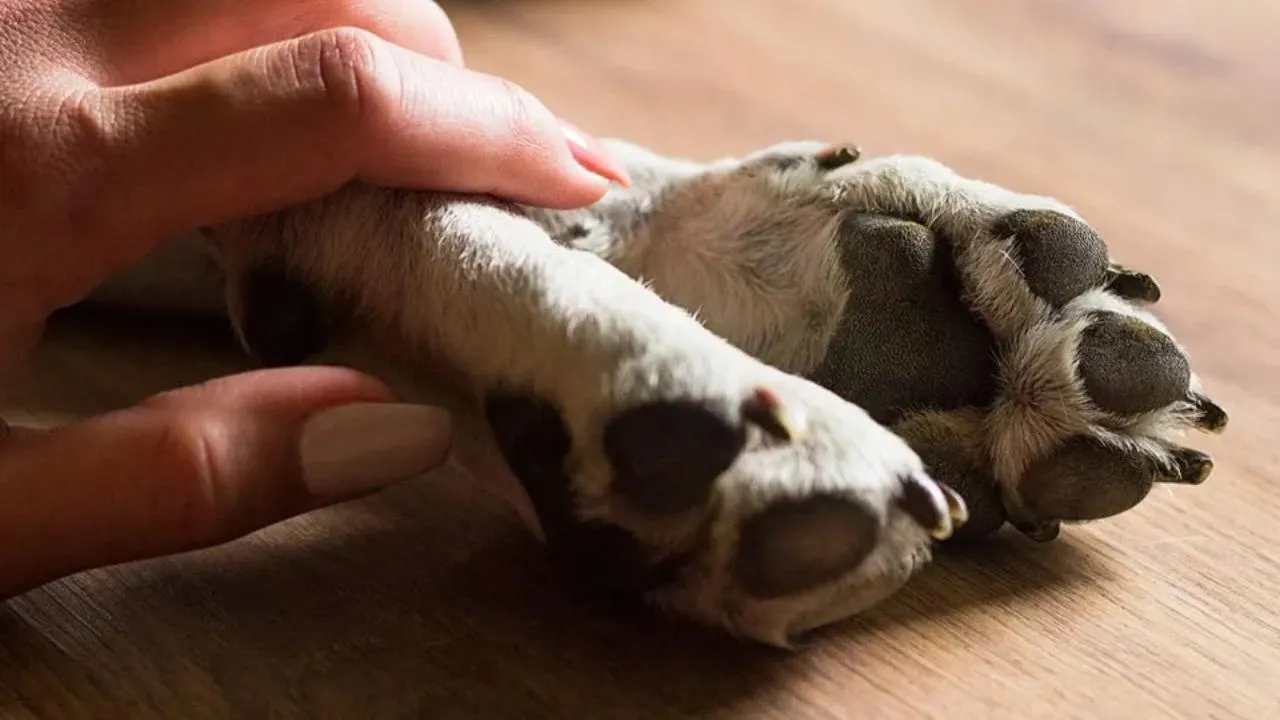 istockphoto.com/sanjagrujic