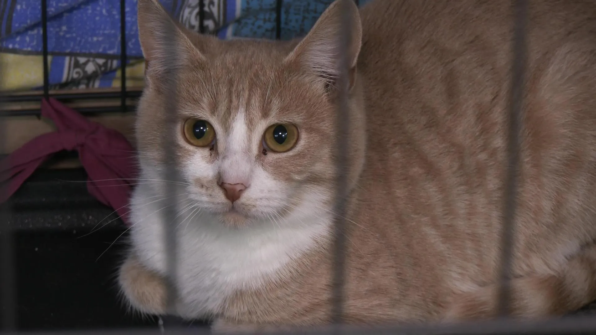 В Дубне решают проблему бездомных животных с помощью муниципальной поддержки