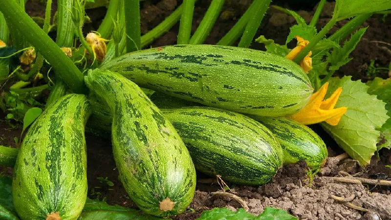 Фото: istockphoto.com