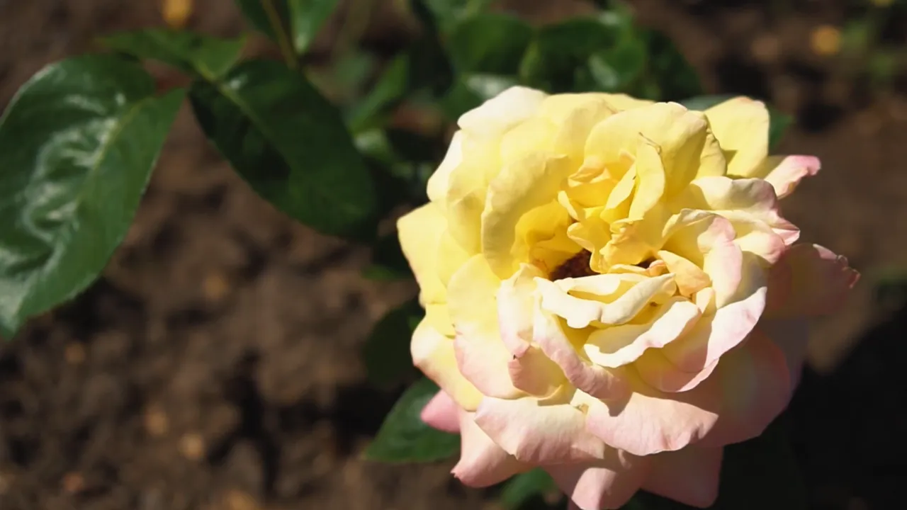 youtube.com/Green Tips — Дизайн современного сада