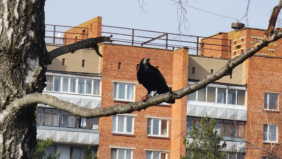 Фото: МедиаБанк Подмосковья/Мария Панина