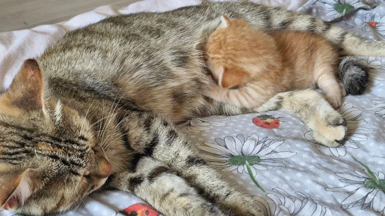 REGIONS/Наталия Надточая