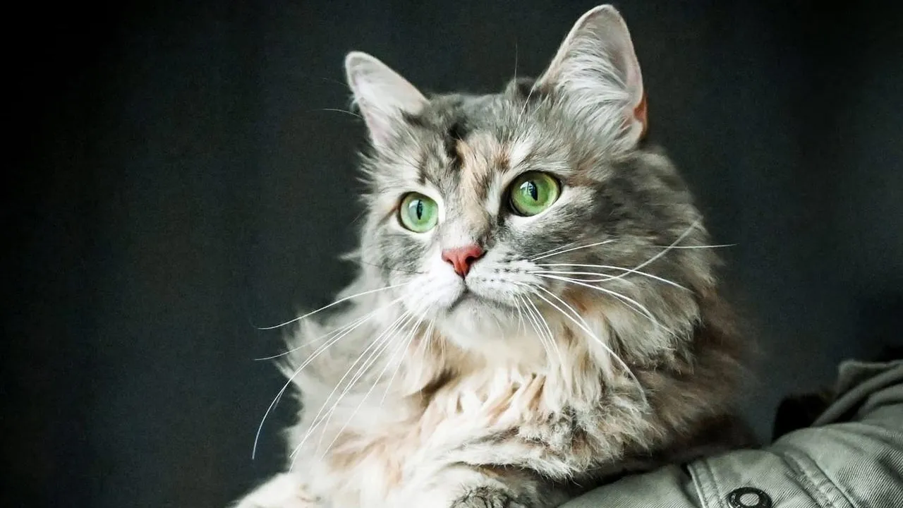 Фото: Истра | Искра! / ВКонтакте