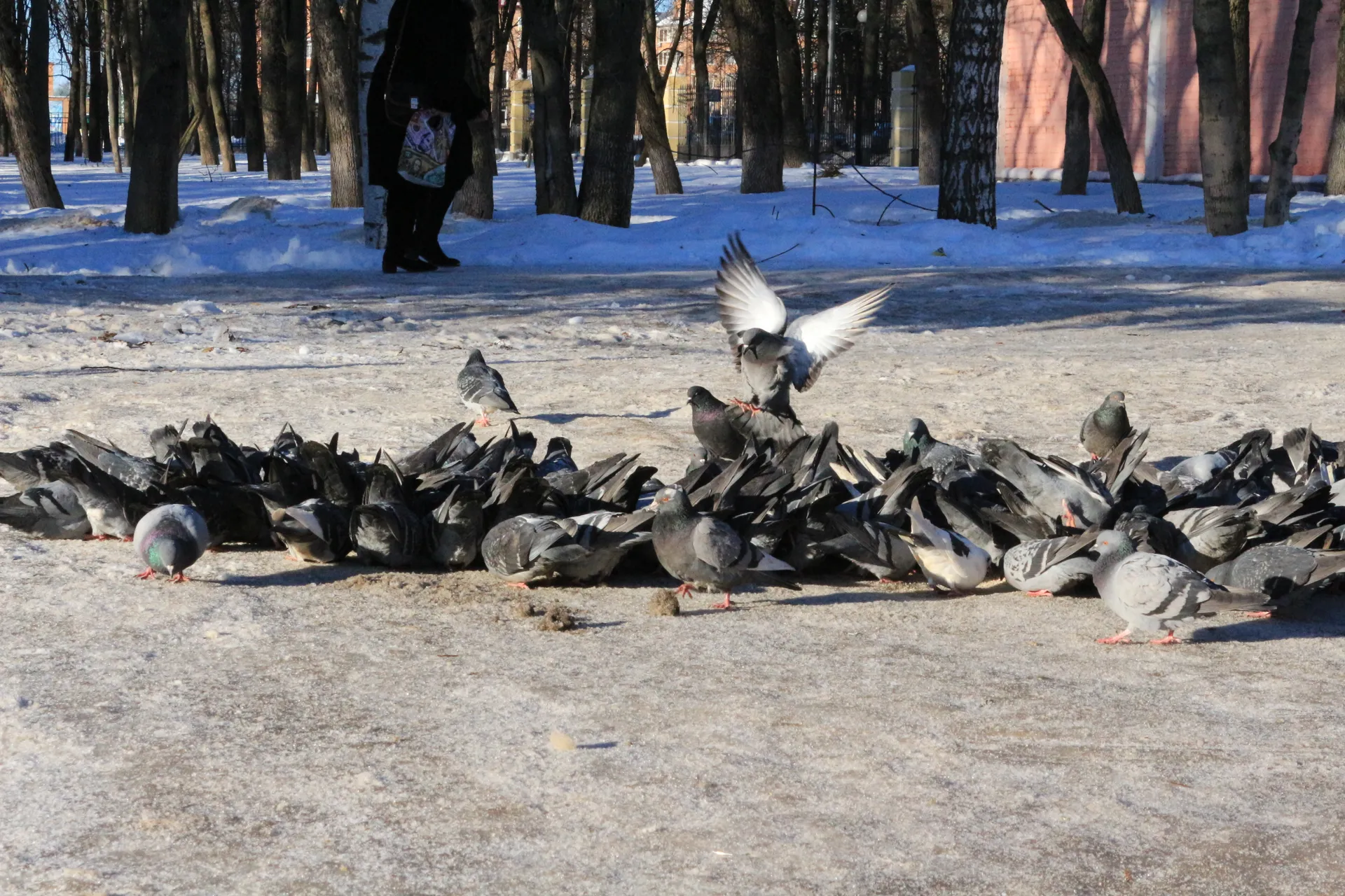 Голуби в Сергиевом Посаде