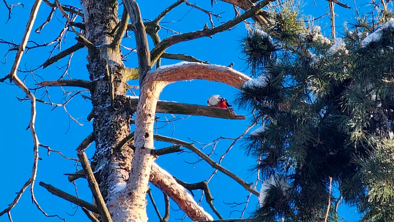 МедиаБанк Подмосковья/Роман Савельев