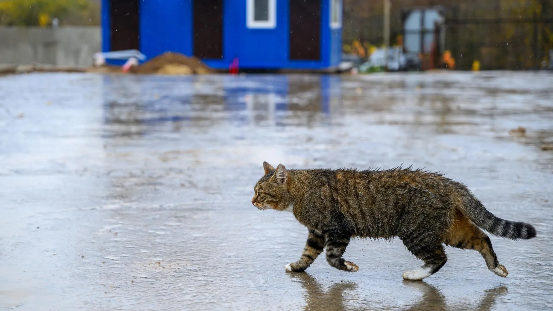 медиасток.рф