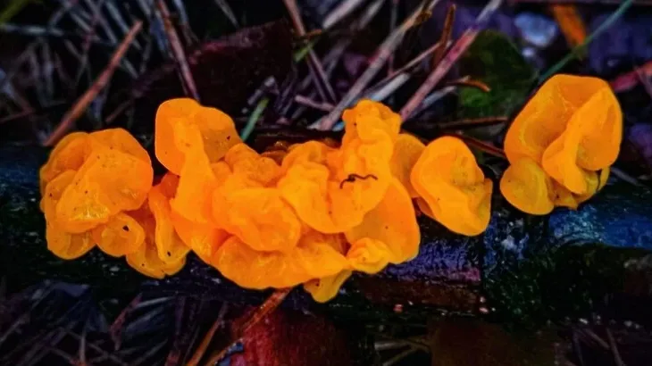 Фото: пресс-служба Министерства экологии и природопользования Московской области