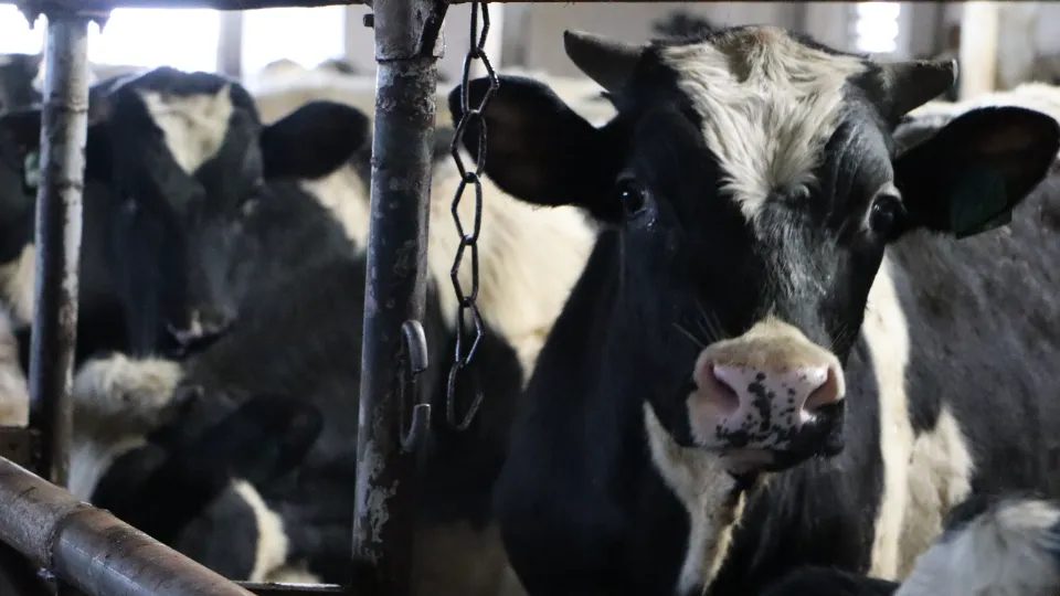 Фото: REGIONS/Ирина Матвеева