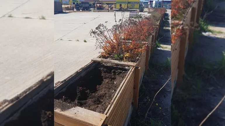 Престарелые мародеры разграбили  клумбу в Солнечногорске