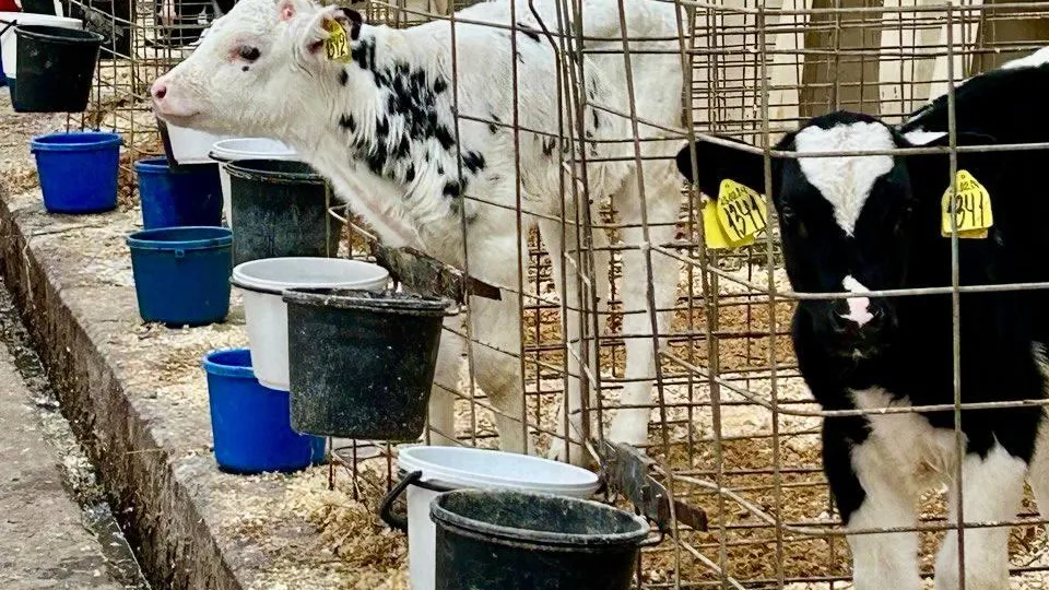 Фото: Министерство сельского хозяйства и продовольствия Московской области