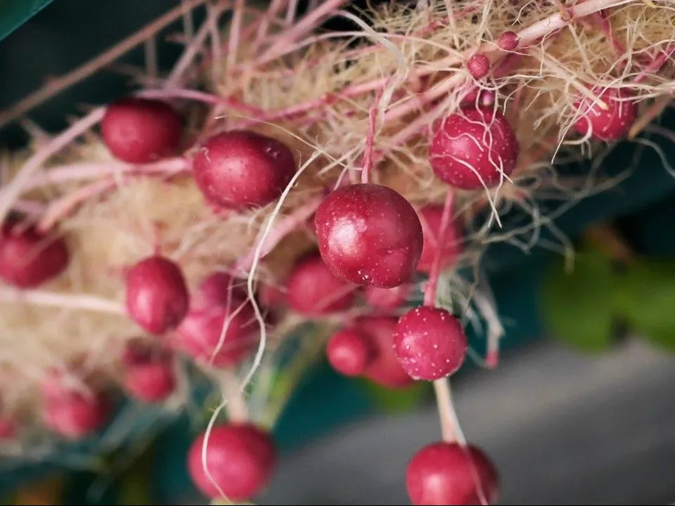 Фото предоставлено предприятием «Дока-Генные Технологии»