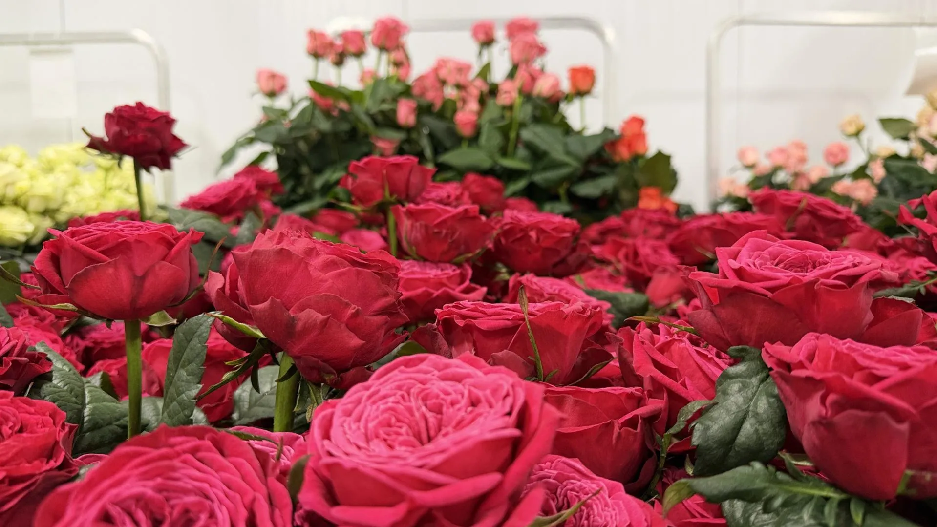 МедиаБанк Подмосковья/Ольга Стаферова