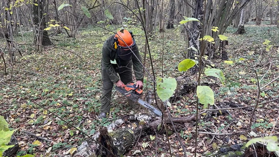 Фото: Комитет лесного хозяйства Московской области