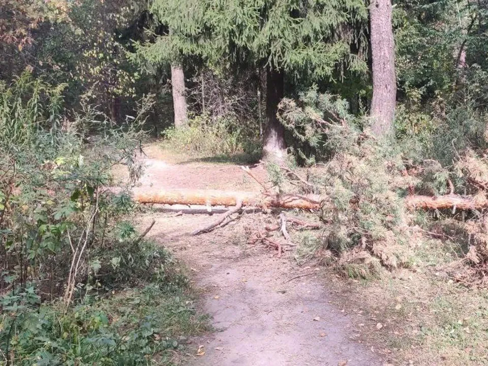Фото: Комитет лесного хозяйства МО