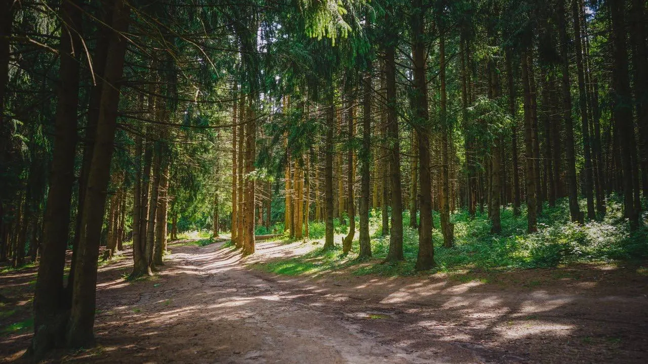 Фото: t.me/DAkulovSP