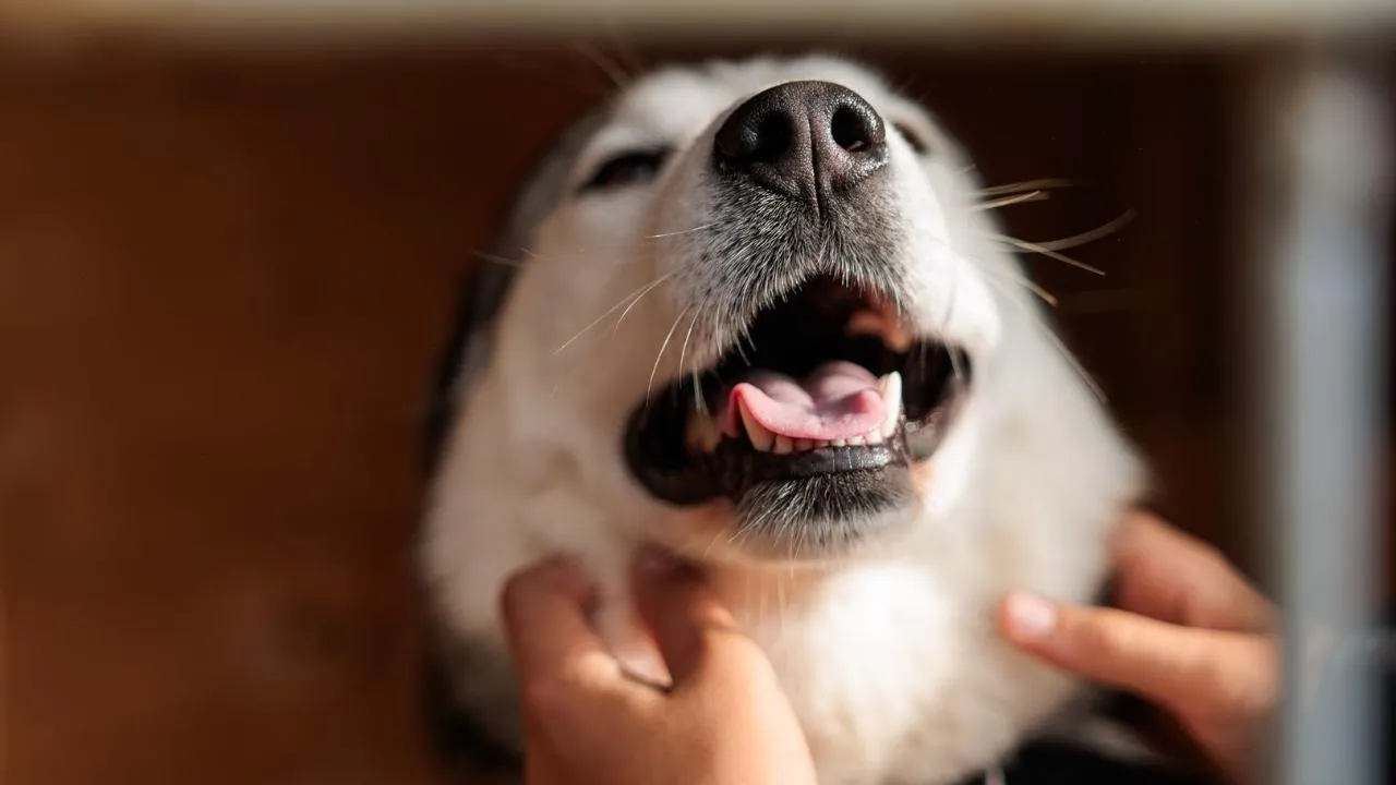 медиасток.рф