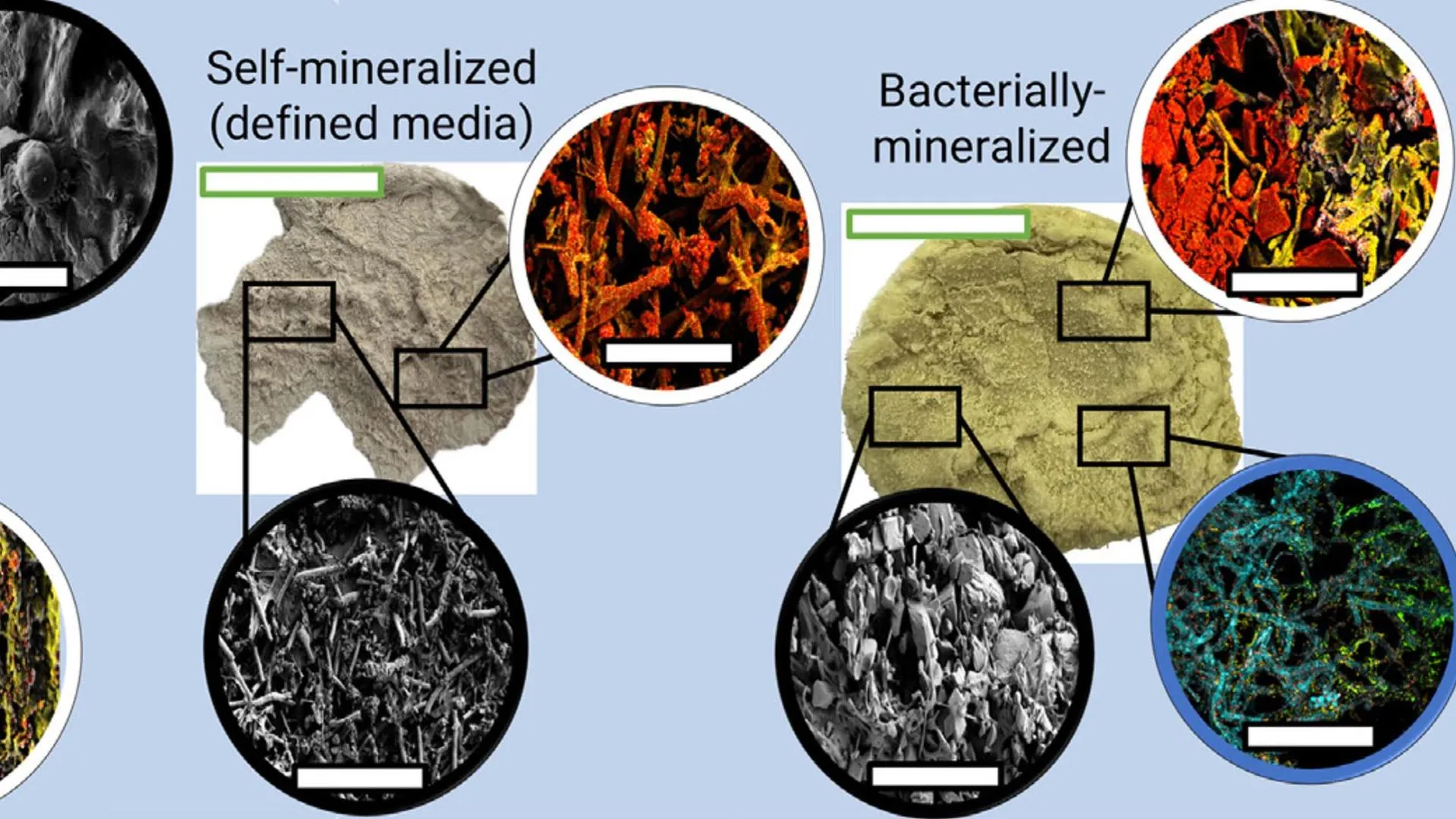 Cell Reports Physical Science