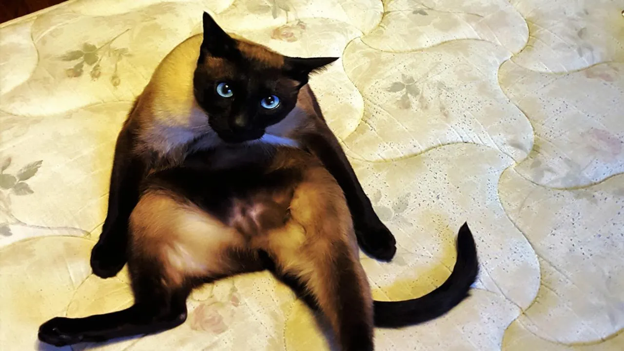 В Балашихе нелепо побритый кот стал новым мемом и символом капризной погоды