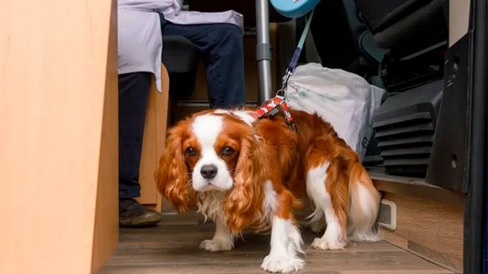 Фото: медиасток.рф