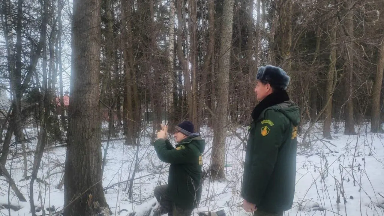 Фото: Комитет лесного хозяйства МО