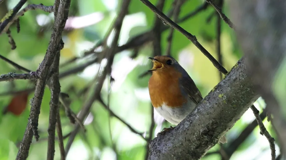 Фото: vk.com/Музей-заповедник А.П. Чехова «Мелихово»