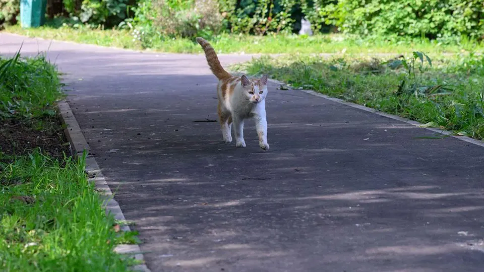 Фото: пресс-служба администрации г.о. Подольск