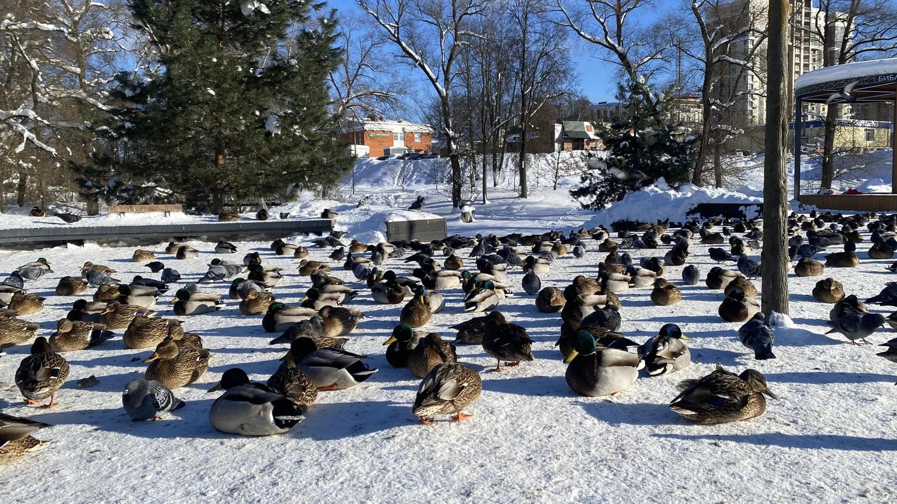 Анна Артюшина