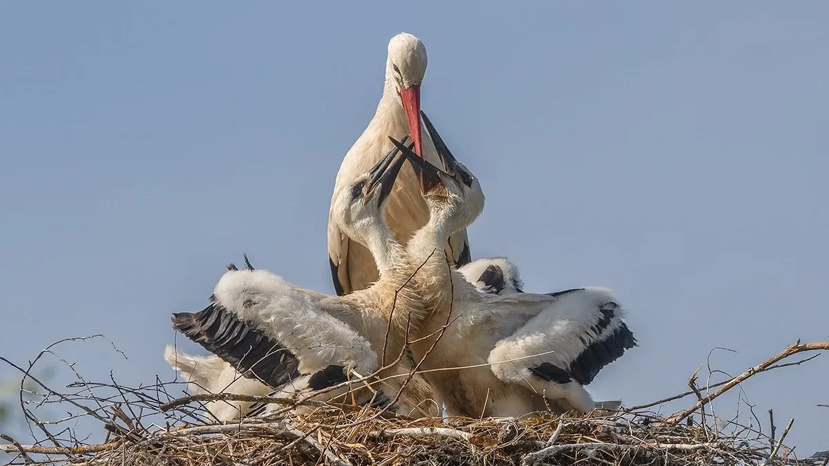 Фото: Елена Швыдун / t.me/elenashvydun