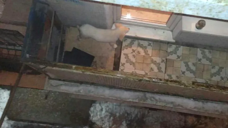 Жители Ивантеевки пытаются спасти щенка от живодеров 
