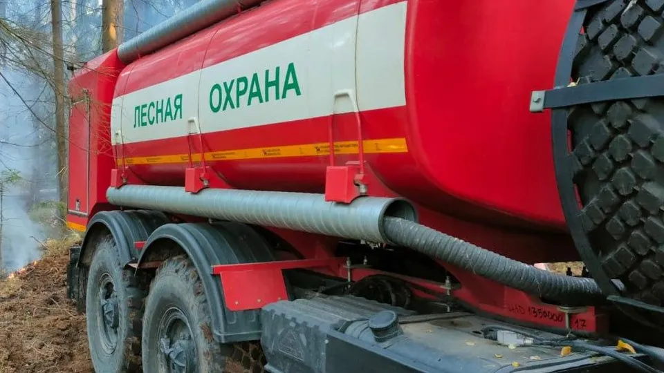 Фото: Комитет лесного хозяйства МО