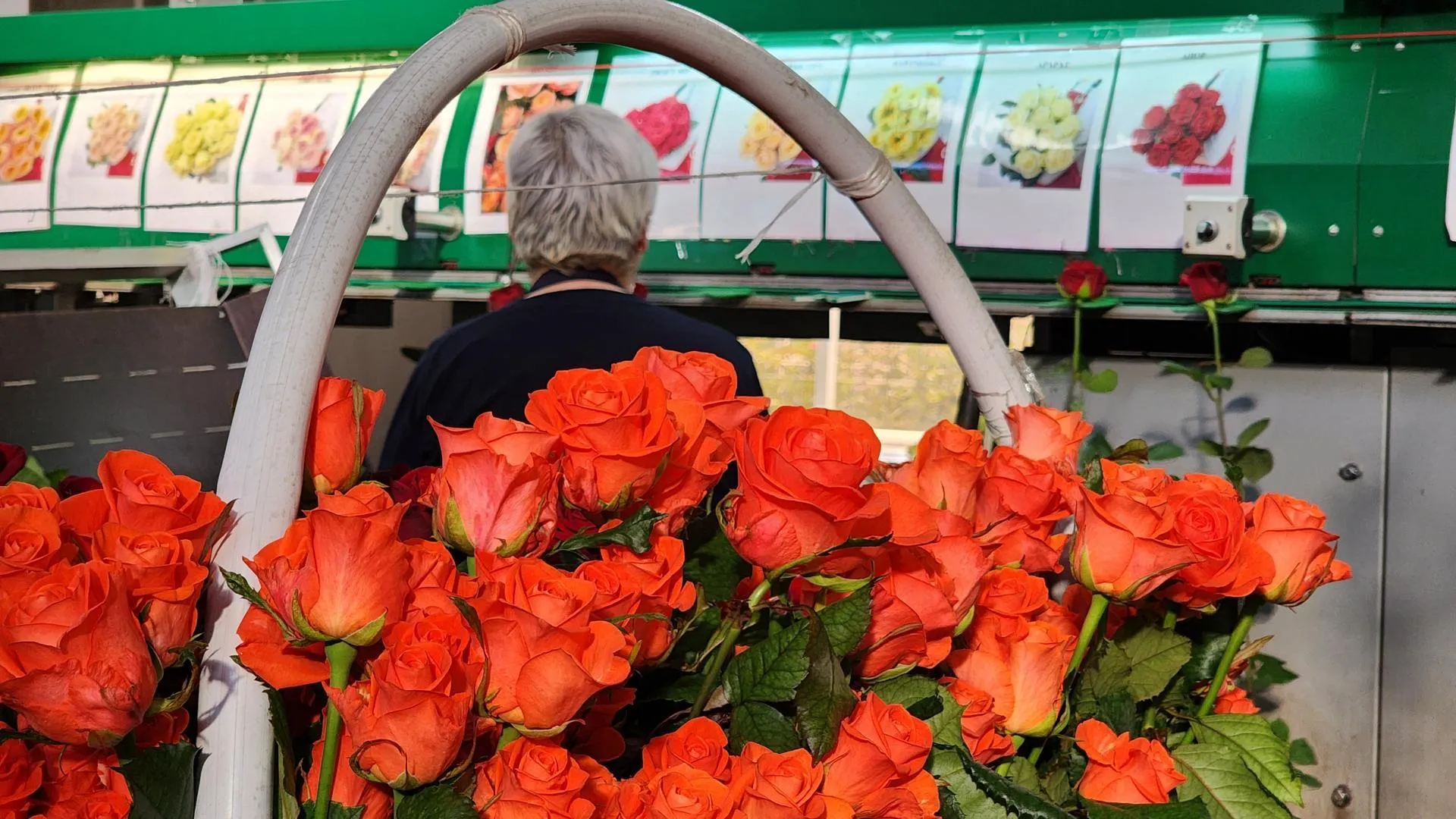 REGIONS/Евгений Рой