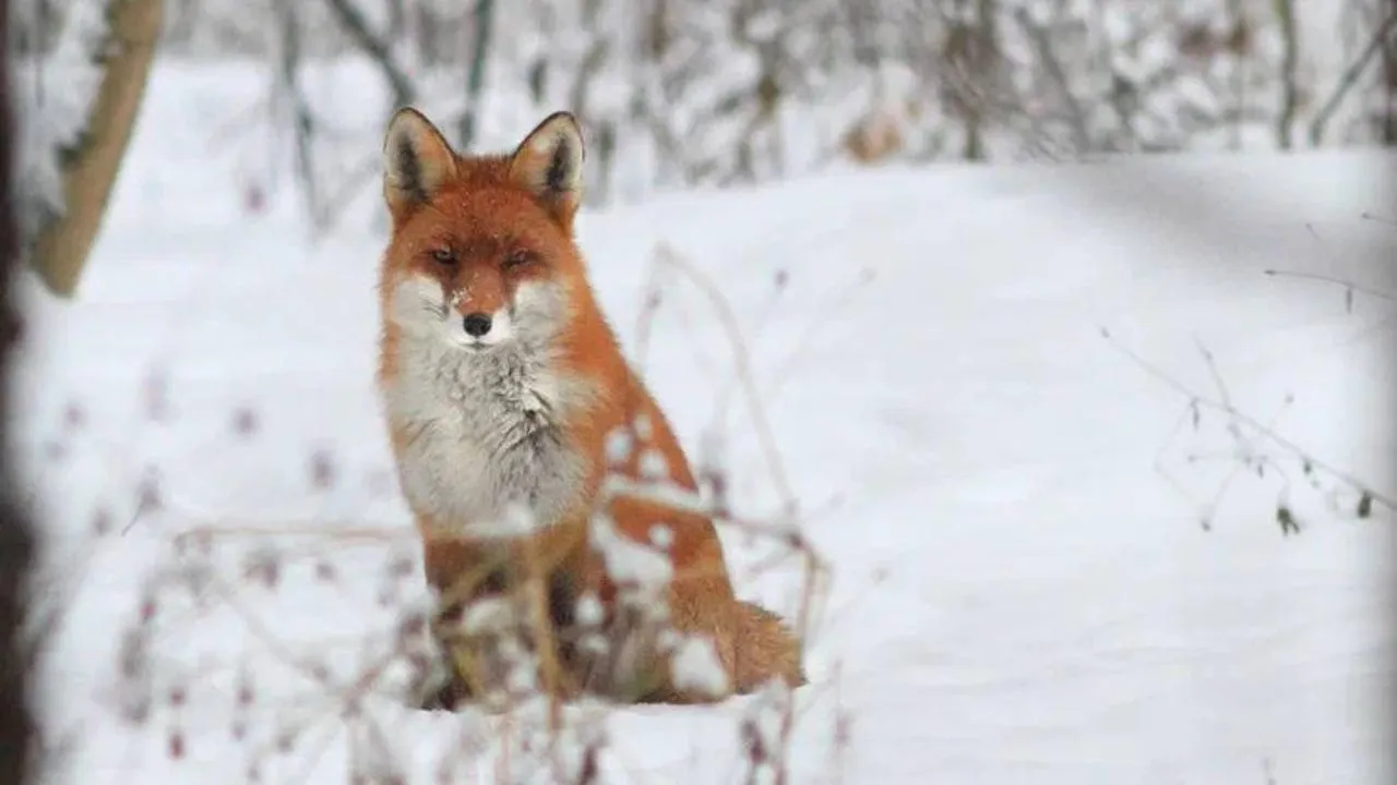пресс-служба нацпарка "Лосиный остров"