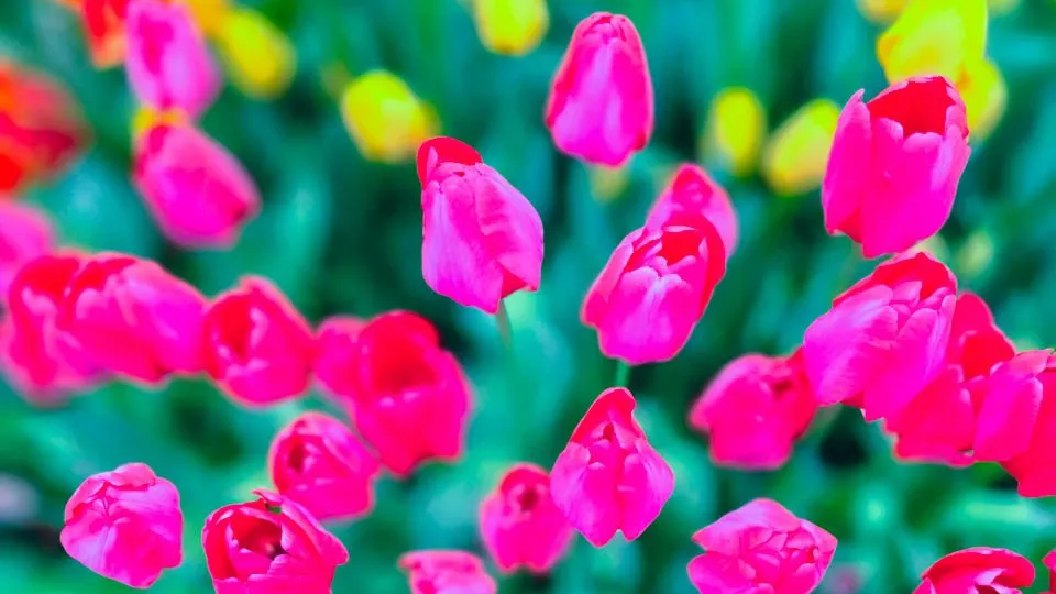 Фото: REGIONS/Елена Никольская