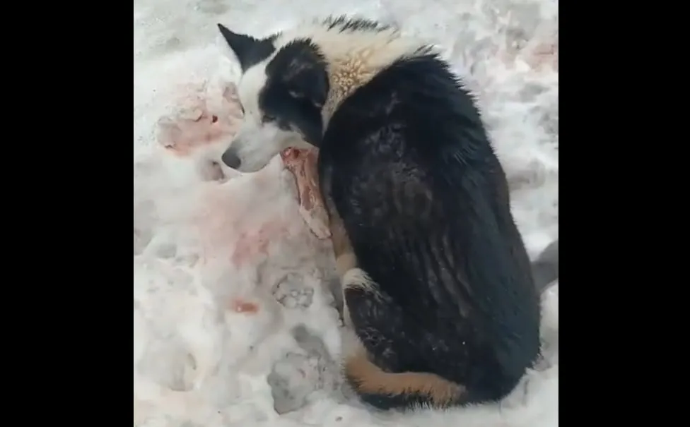 Фото: скриншот из видео Виктории Платоновой / Вконтакте