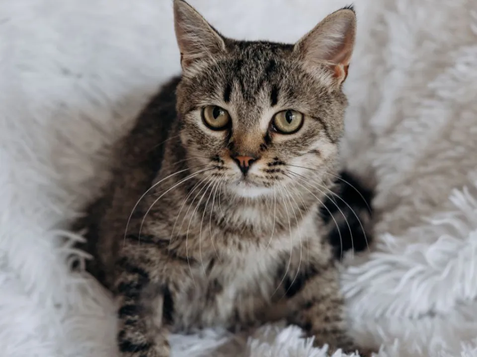 Мама котят: Фрося.&nbsp;Фото: t.me/cat_tiki