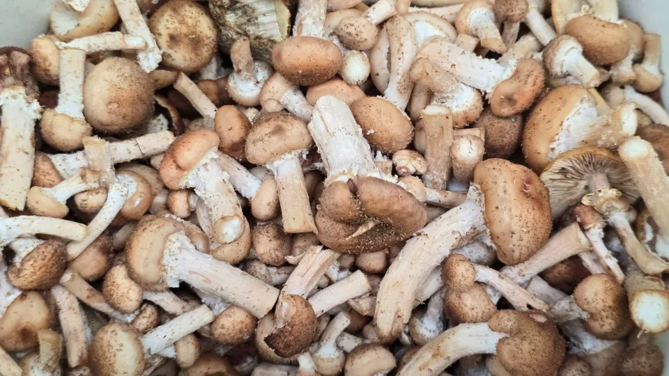 Фото: МедиаБанк Подмосковья/Яна Шаливская