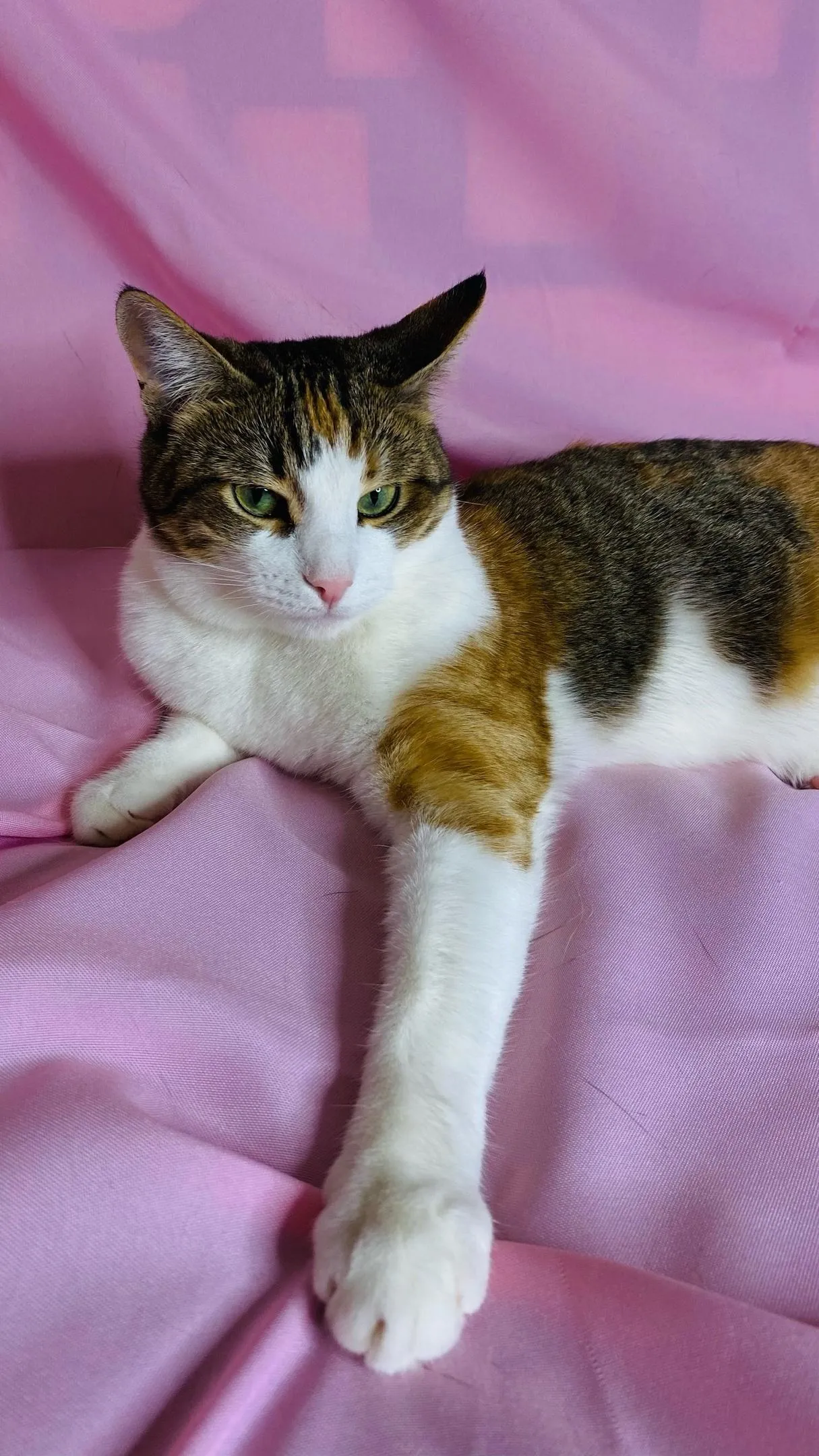 Фото: ЗооКрасногорск. Потеряшки. Помощь животным / ВКонтакте