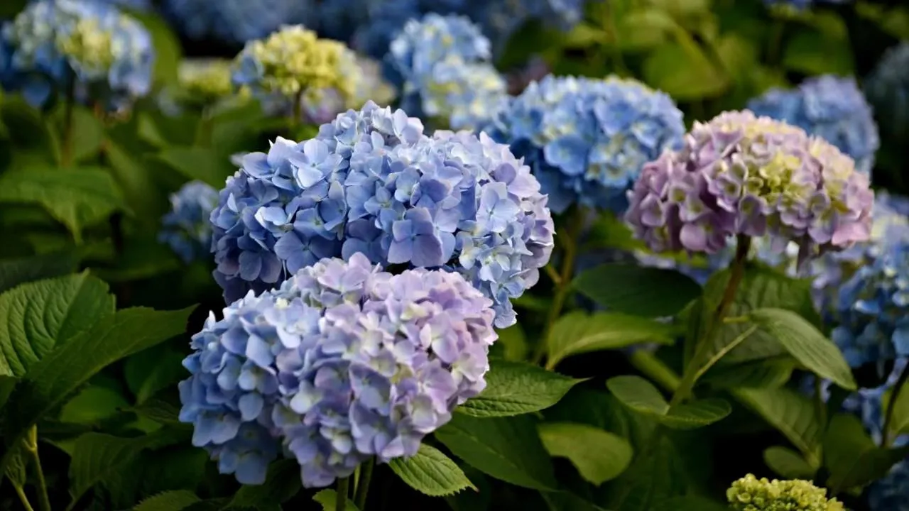 Серафим Мурзин