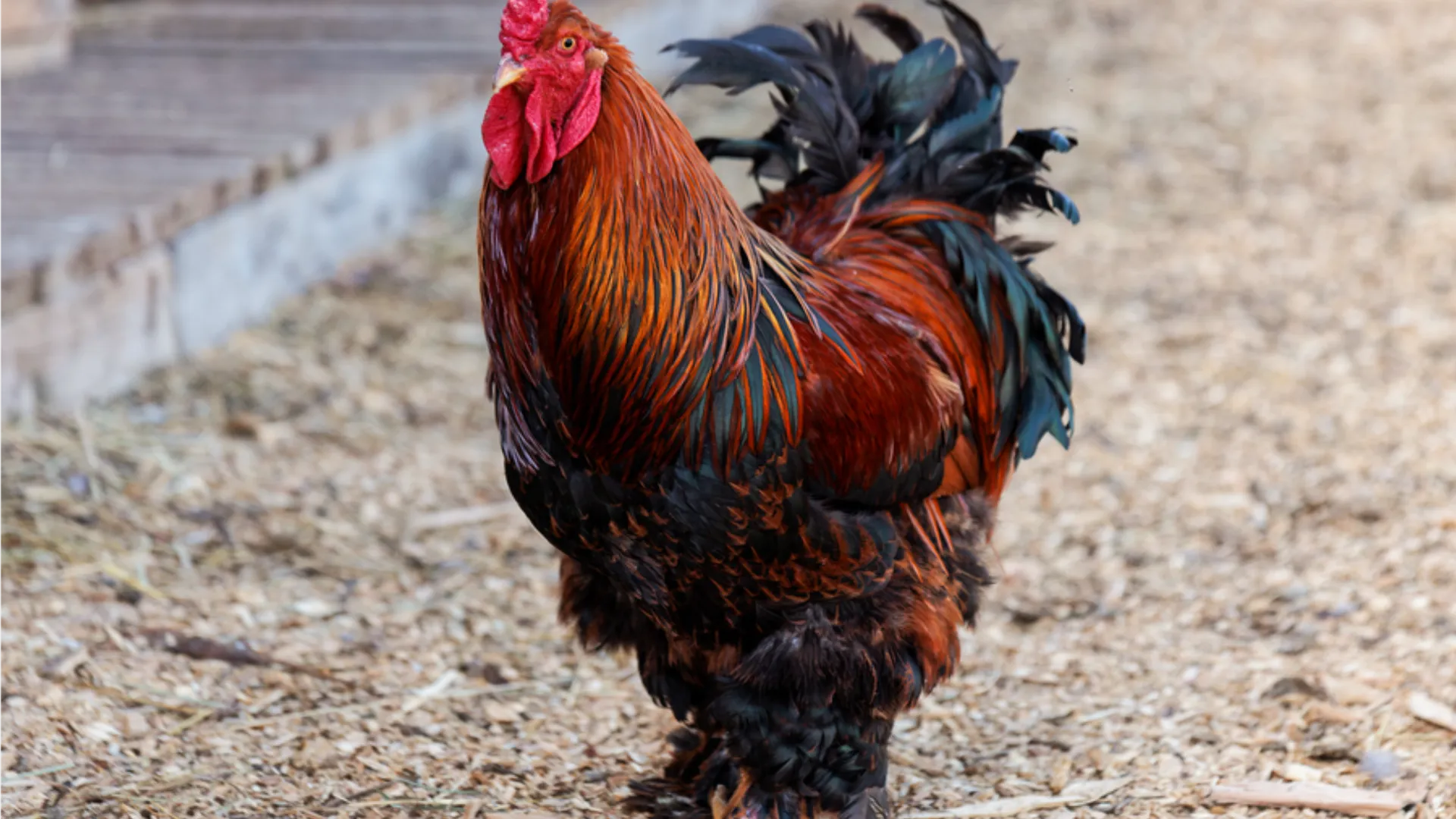 Фото: медиасток.рф