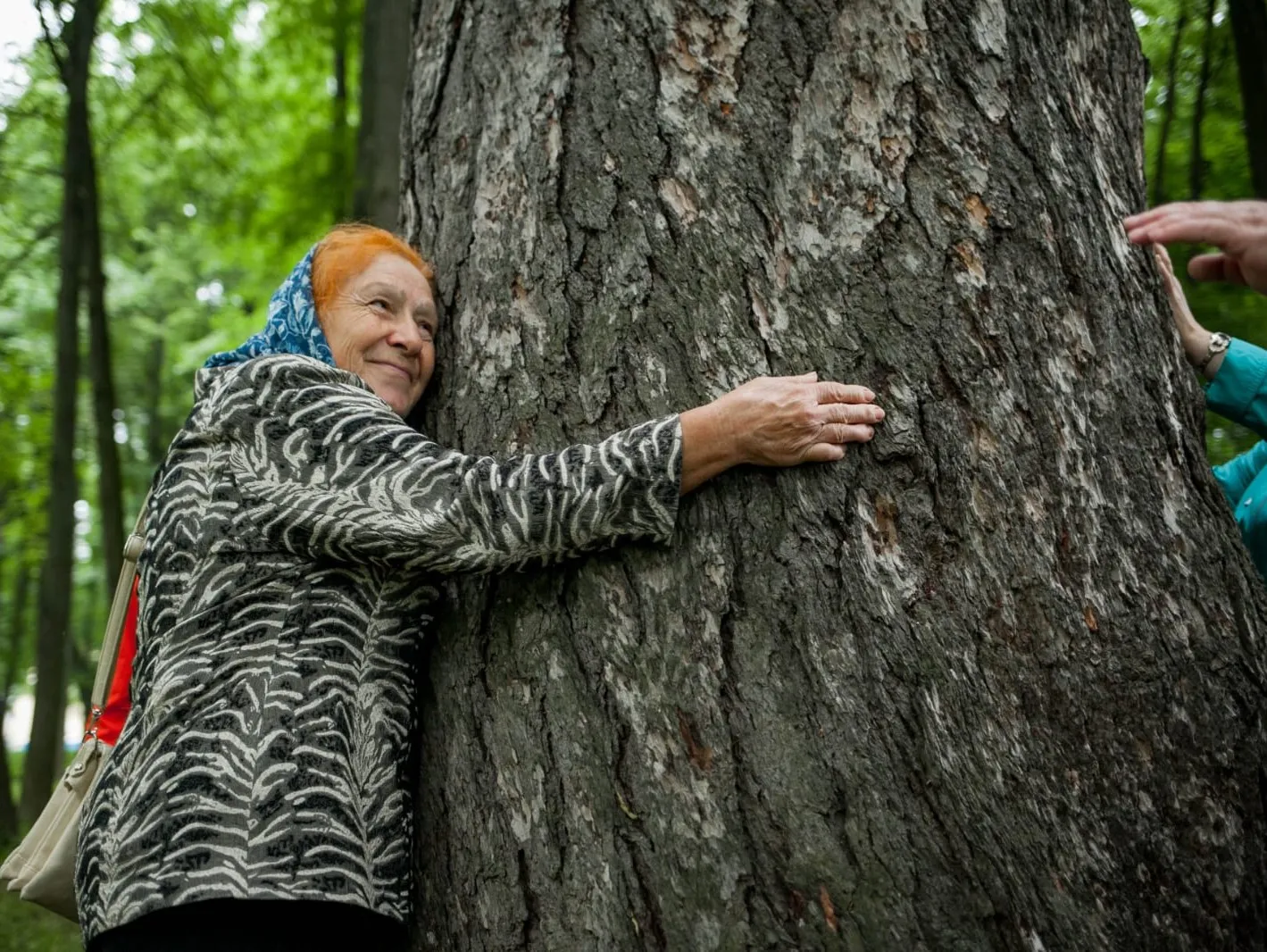 Двухвековая лиственница усадьбы Кривякино. Фото: Олег Шилов